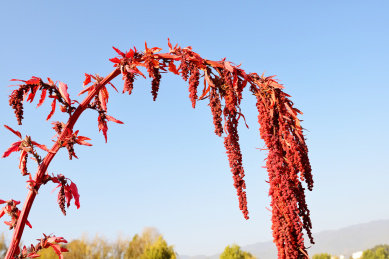 秋季农田里一株成熟的弯了枝的藜麦穗