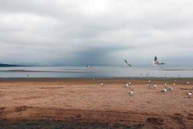 中国河北秦皇岛北戴河海边的海鸥
