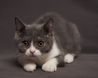 深色背景上一只可爱英国短毛猫