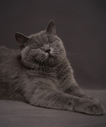 深色背景上一只可爱英国短毛猫