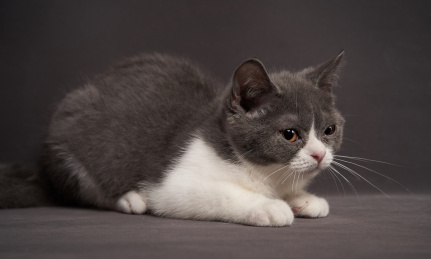 深色背景上一只可爱英国短毛猫