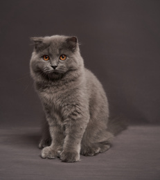 深色背景上一只可爱英国长毛猫