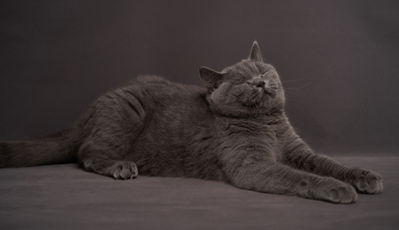 深色背景上一只可爱英国短毛猫