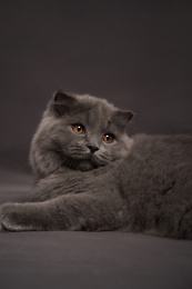 深色背景上一只可爱英国长毛猫