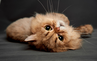 深色背景上有一只金色金吉拉