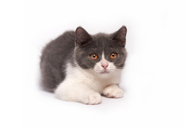 白色背景上一只可爱英国短毛猫
