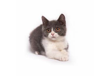 白色背景上一只可爱英国短毛猫