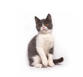 白色背景上一只可爱英国短毛猫