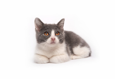 白色背景上一只可爱英国短毛猫