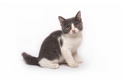 白色背景上一只可爱英国短毛猫