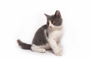 白色背景上一只可爱英国短毛猫