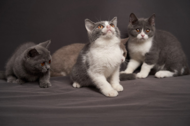 深色背景上的英国短毛家庭宠物猫