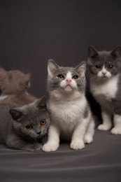 深色背景上的英国短毛家庭宠物猫