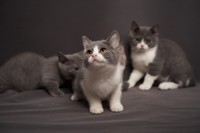 深色背景上的英国短毛家庭宠物猫