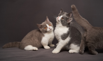 深色背景上的英国短毛家庭宠物猫