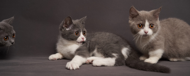 深色背景上的英国短毛家庭宠物猫