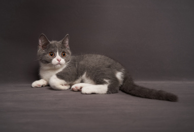 深色背景上的英国短毛家庭宠物猫