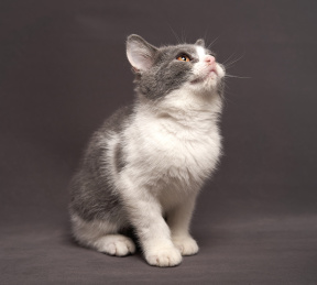 深色背景上的英国短毛家庭宠物猫