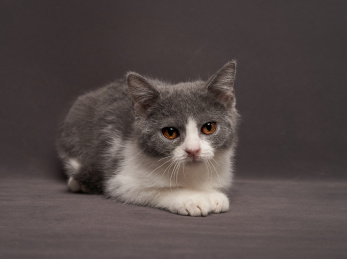 深色背景上的英国短毛家庭宠物猫