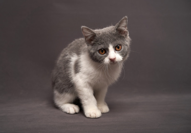 深色背景上的英国短毛家庭宠物猫