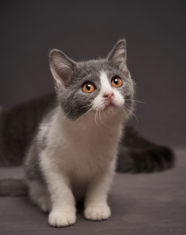 深色背景上的英国短毛家庭宠物猫