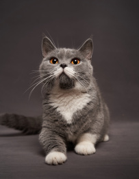 深色背景上的曼切堪家庭宠物猫