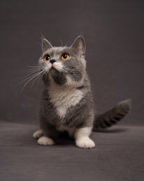 深色背景上的曼切堪家庭宠物猫