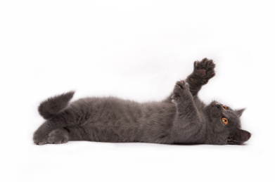深色背景上两只英国短毛宠物猫摄影图