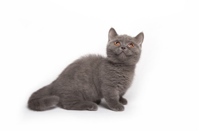深色背景上两只英国短毛宠物猫摄影图