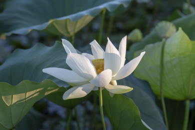 纯洁而美丽的翠白色单瓣荷花