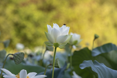 纯洁而梦幻般的翠白色单瓣荷花