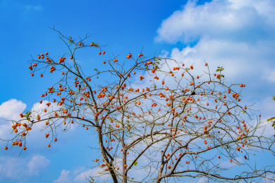 秋天时节蓝天白云下的柿子树