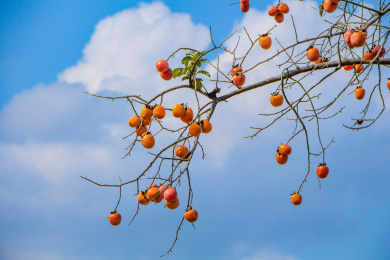 秋季蓝天白云下柿子树上的红柿子