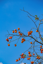 秋季蓝天下柿子树上的红柿子