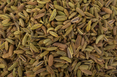 中国中草药植物药材小茴香