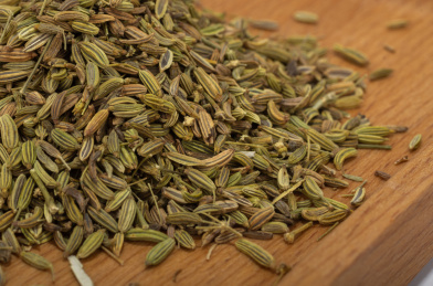 中国中草药植物药材小茴香