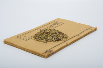 中国中草药植物药材小茴香