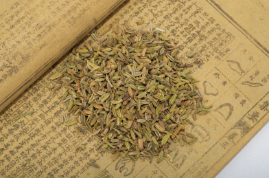 中国中草药植物药材小茴香