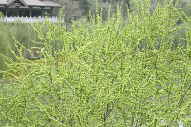 北方春天的一片绿色的榆钱树叶子