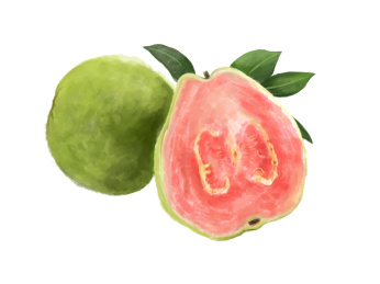 水彩插画好吃的水果-番石榴