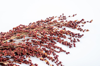 一根红色高粱穗上的高粱颗粒特写