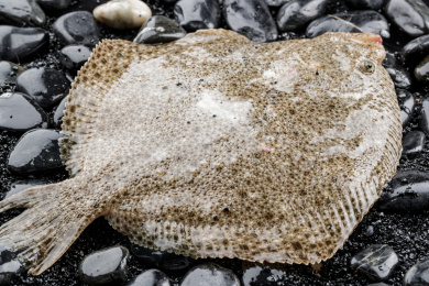 鲜活的多宝鱼扑棱在黑色鹅卵石上