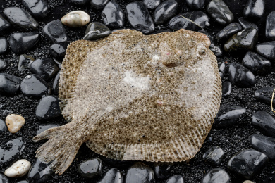 鲜活的多宝鱼扑棱在黑色鹅卵石上