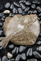 鲜活的多宝鱼扑棱在黑色鹅卵石上