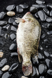 鲜活的桂鱼摆放在黑色鹅卵石上