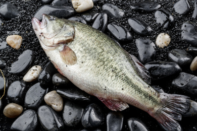 鲜活的鲈鱼摆放在黑色鹅卵石上