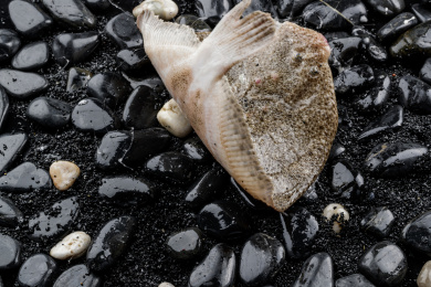 鲜活的多宝鱼扑棱在黑色鹅卵石上