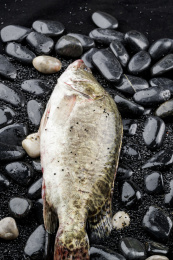 鲜活的桂鱼摆放在黑色鹅卵石上