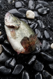 鲜活的鲈鱼摆放在黑色鹅卵石上