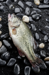 鲜活的鲈鱼摆放在黑色鹅卵石上